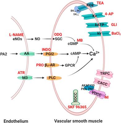 Review of Natural Resources With Vasodilation: Traditional Medicinal Plants, Natural Products, and Their Mechanism and Clinical Efficacy